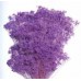 BLOOMS GYPSY Lavender-OUT OF STOCK